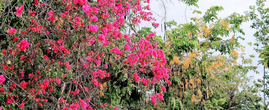 Merida vs. Queretaro vs. Oaxaca vs. Lake Chapala for Different Mexico Lifestyles and Budgets