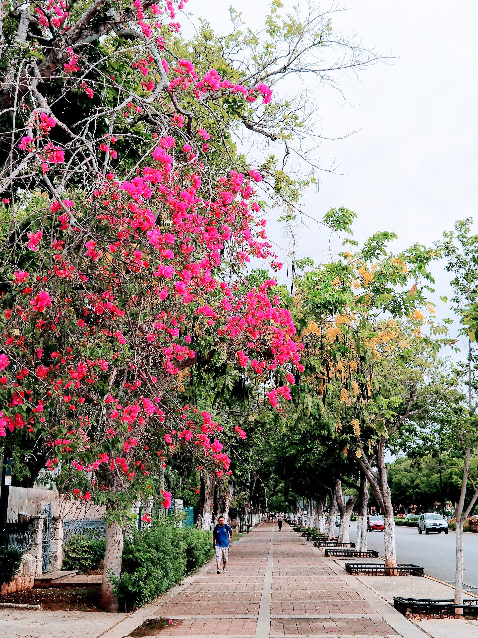 Broad boulevard view along Paseo de Montejo in Mérida, showing the orderly urban environment that appeals to long-stay readers.
