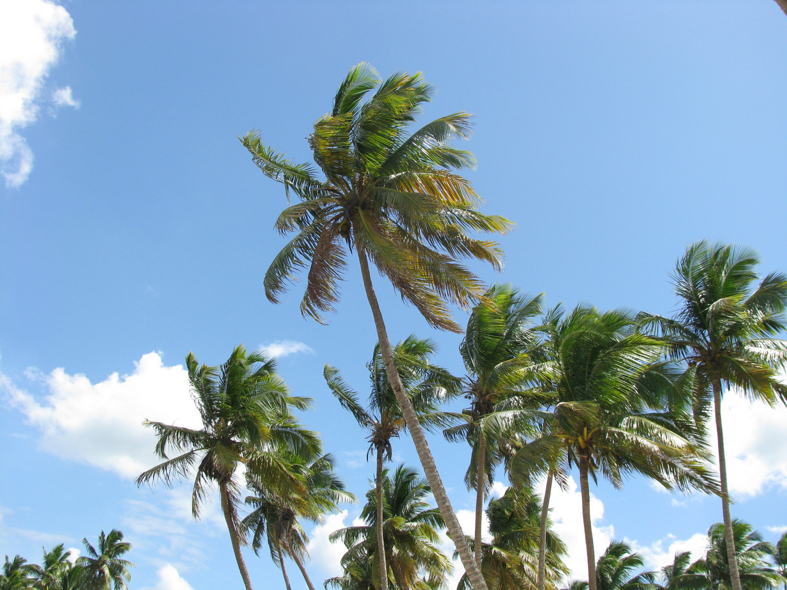 Coconut trees on a beach in Las Terrenas, Dominican Republic.